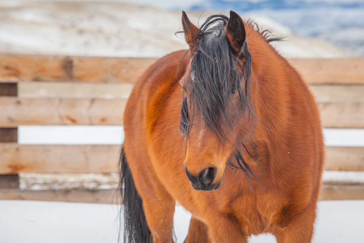 Horse in snow