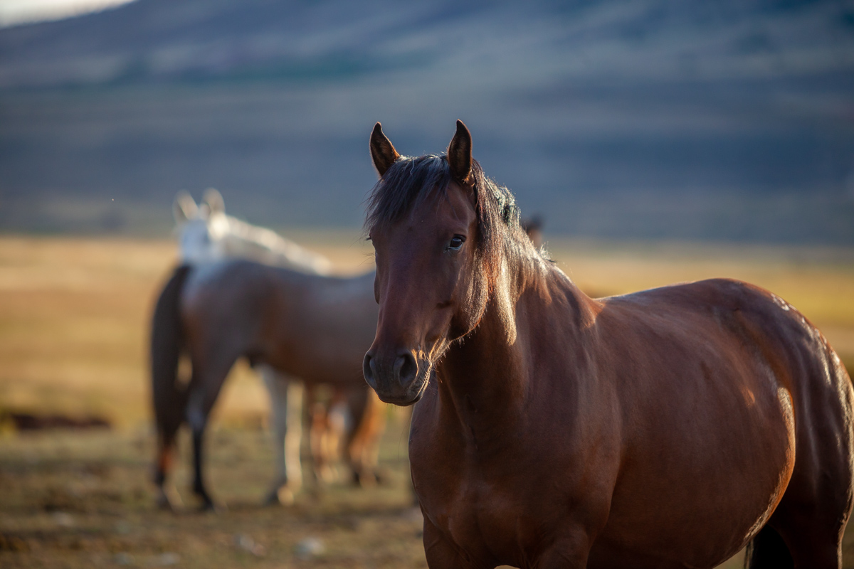 Horses