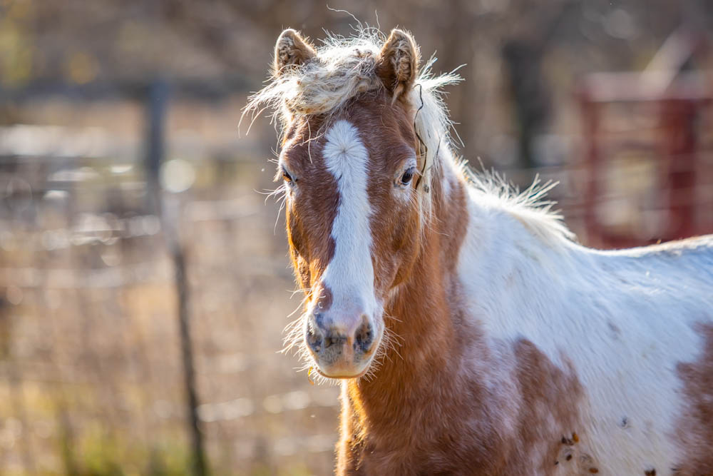 brown and white horse looking at you