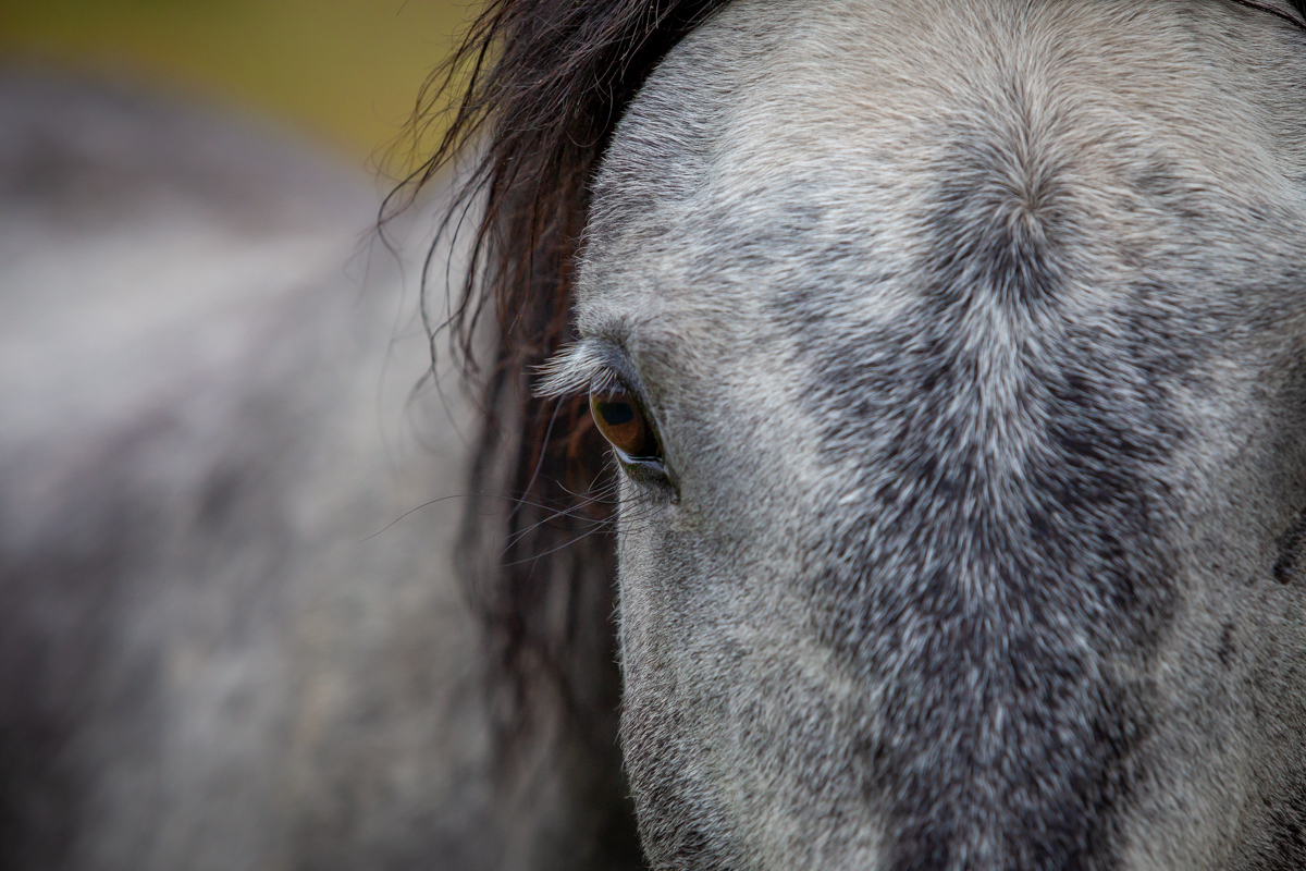 close up of a grey horse
