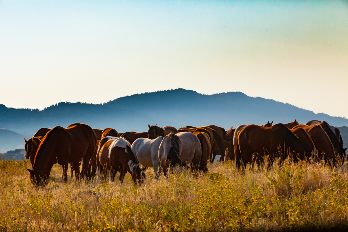 Herd of horses in the wild